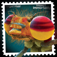 Load image into Gallery viewer, Angel Hair - Insect Immortality LP