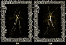 Load image into Gallery viewer, Black background with two rectangular panels framed by ornate silver borders, each containing a delicate, abstract pale.